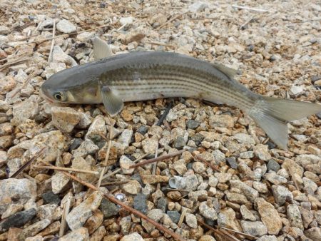 ボラニング⁇ボニング⁇シーバスだよ…